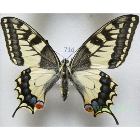 Papilio machaon Linnaeus, 1758 Czech 69mm71d